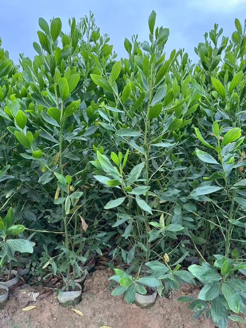 马占相思，大量现货出售有需要的老板来电咨询