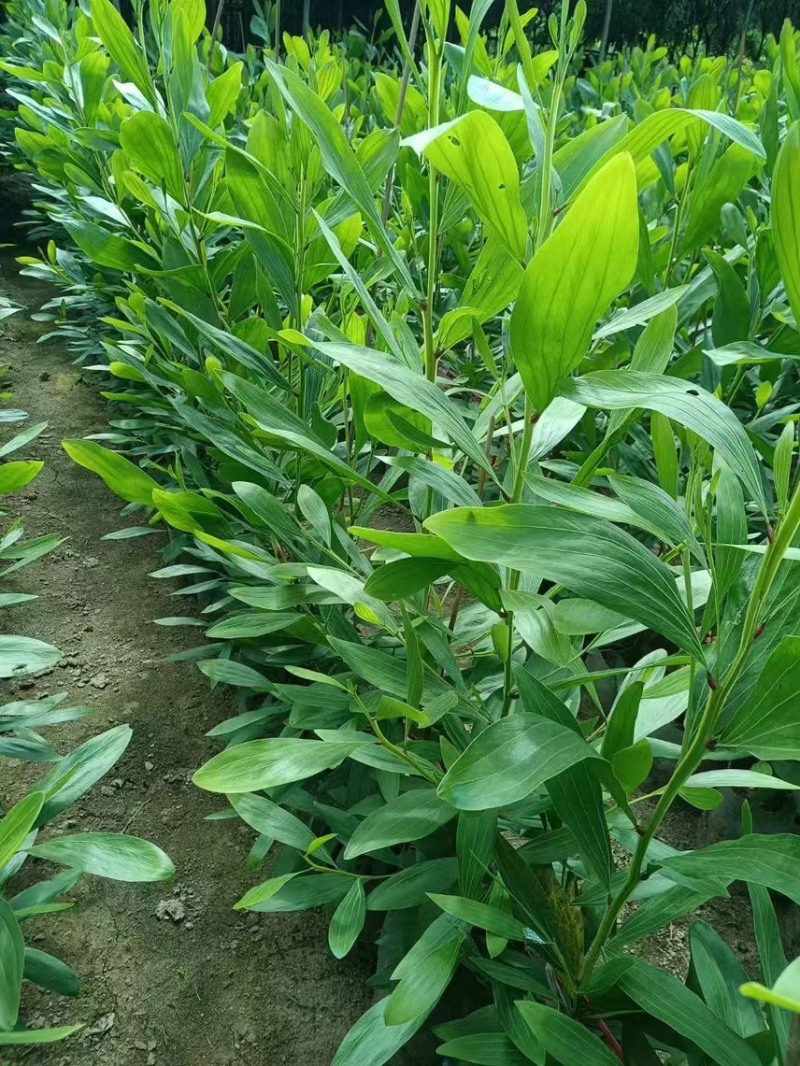 马占相思，大量现货出售有需要的老板来电咨询