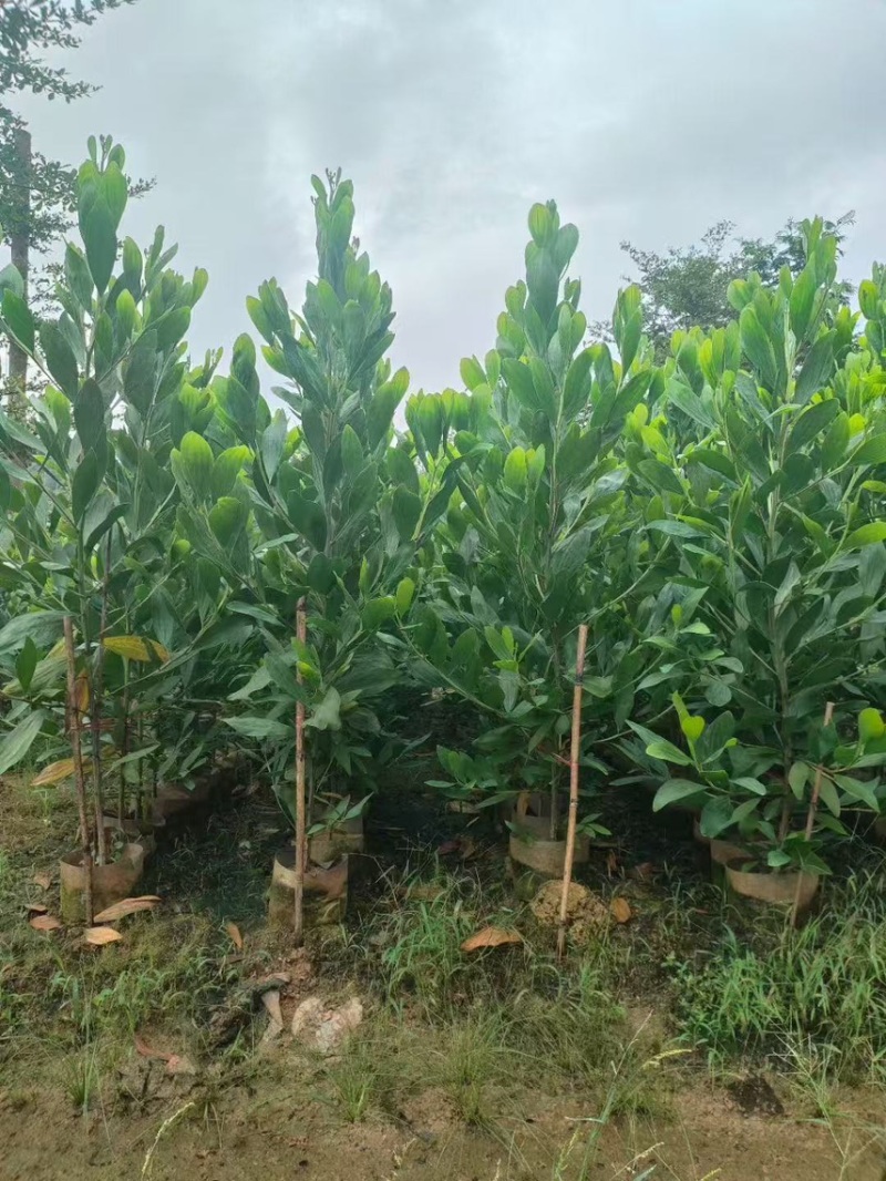 马占相思，大量现货出售有需要的老板来电咨询