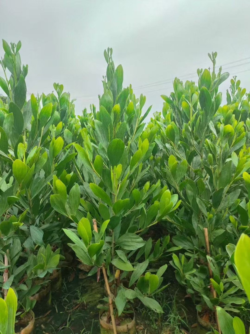马占相思，大量现货出售有需要的老板来电咨询