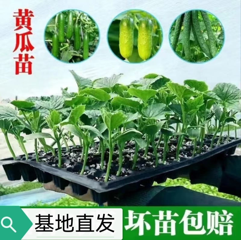 嫁接黄瓜苗基地直发密刺大黄瓜苗水果黄瓜苗旱黄瓜苗