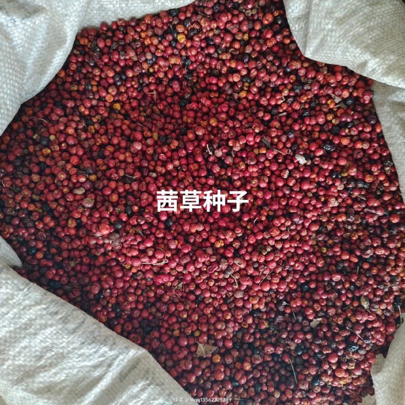 茜草种子