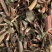 黄花败酱草【包邮】三斤起发货可批量可零售量大从优