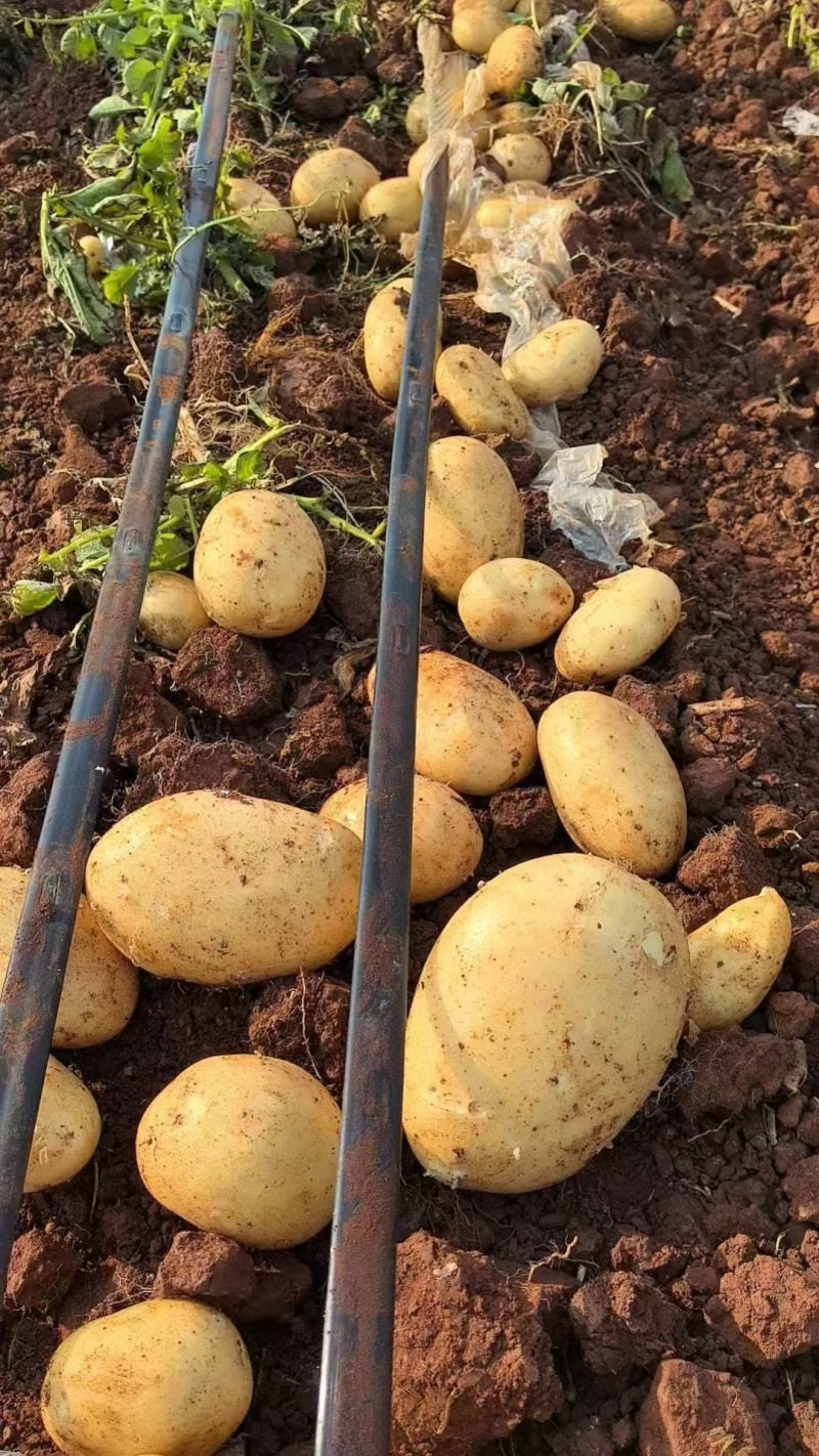 黄皮黄心土豆大量上市，希森，沃土，v7都有货