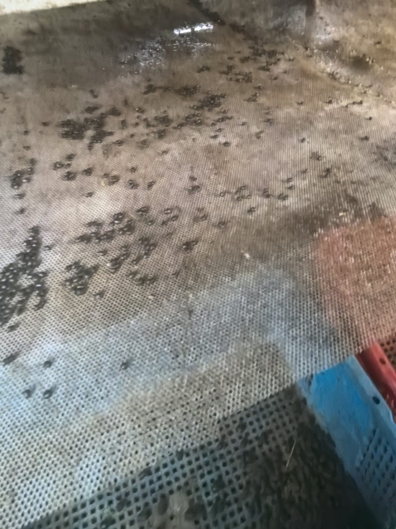 纯羊粪