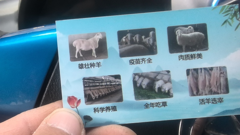 纯草羊湖羊