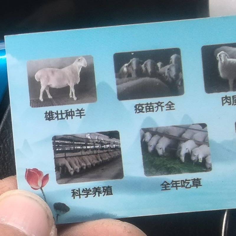 纯草羊湖羊