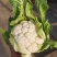 【精品子叶花】陕西洋县白花菜花松花菜实力代办一条龙服务