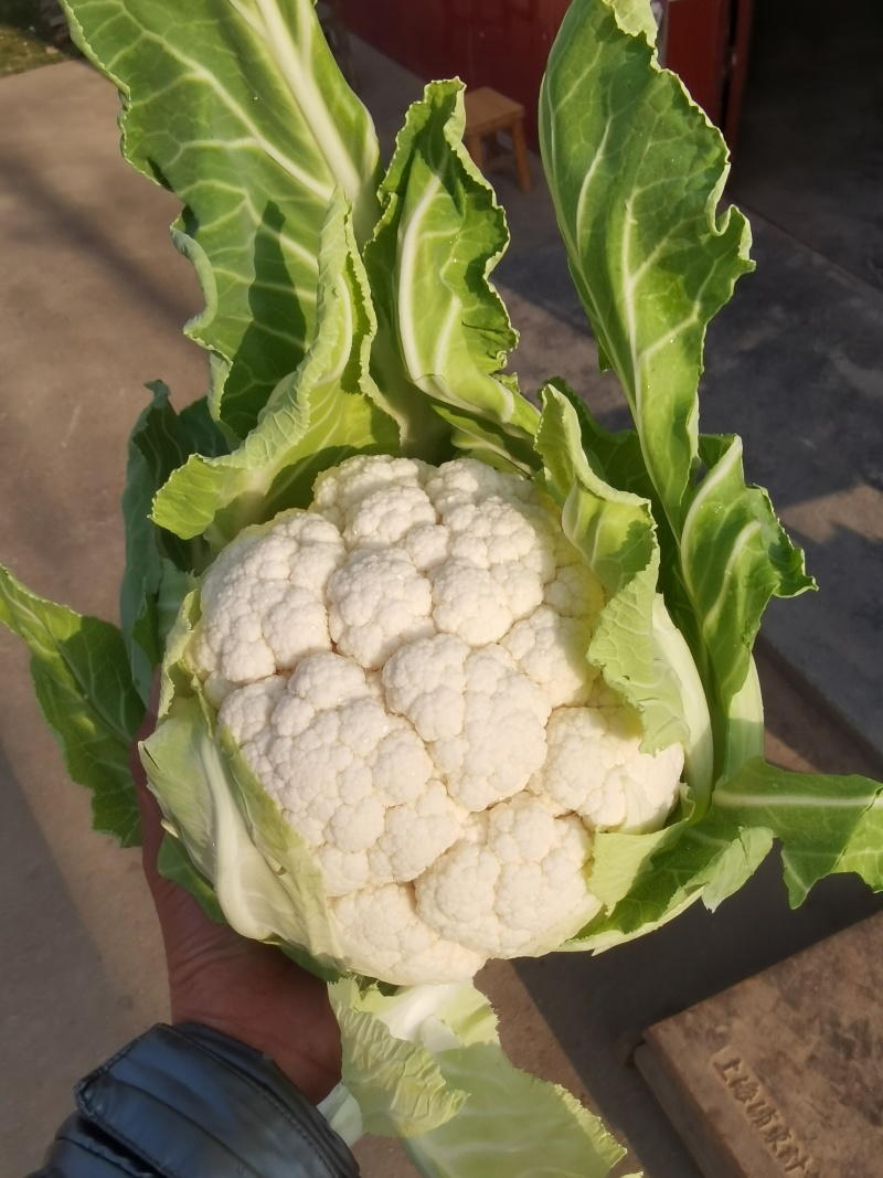 【精品子叶花】陕西洋县白花菜花松花菜实力代办一条龙服务
