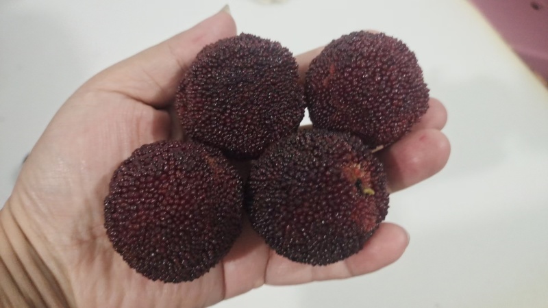 东魁杨梅