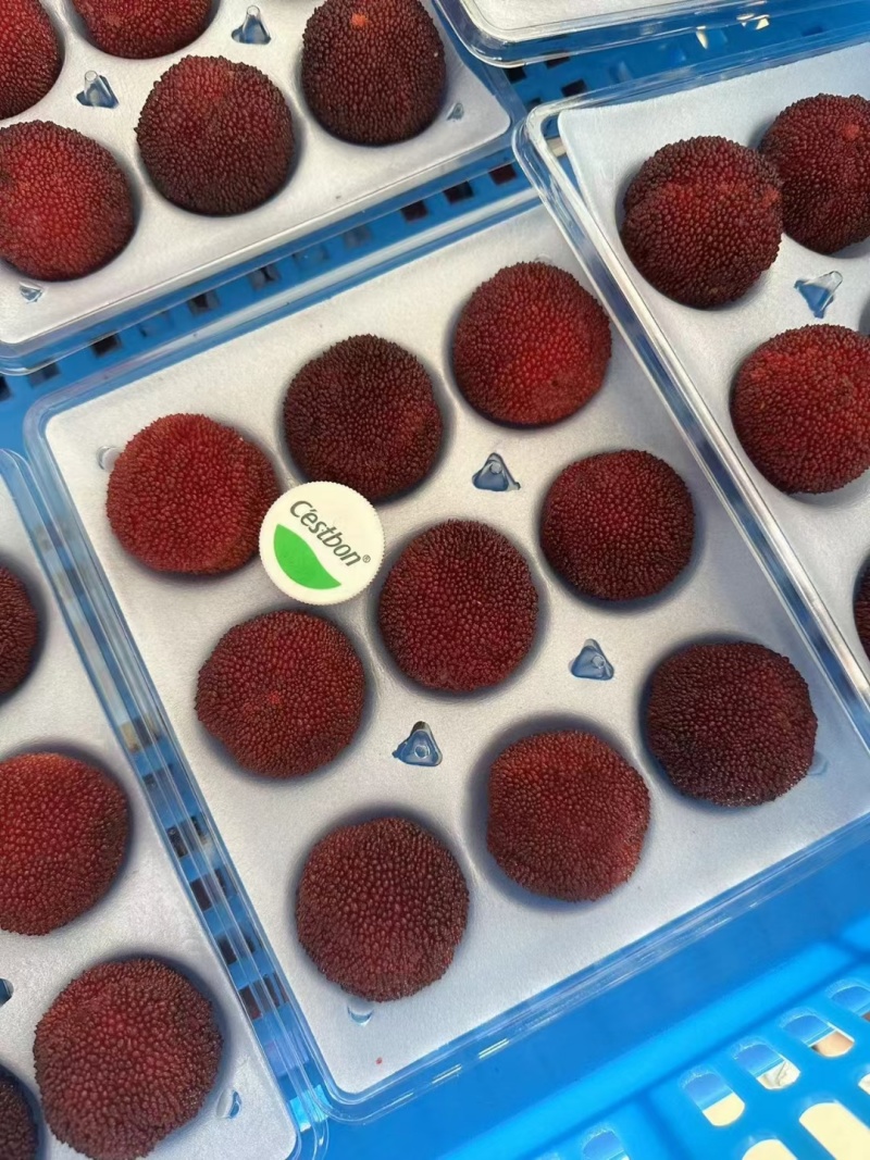 东魁杨梅
