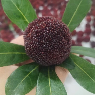 东魁杨梅