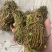 鸡骨草新鲜干净小扎把质量保证价格美丽