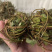 鸡骨草新鲜干净小扎把质量保证价格美丽