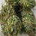 鸡骨草新鲜干净小扎把质量保证价格美丽
