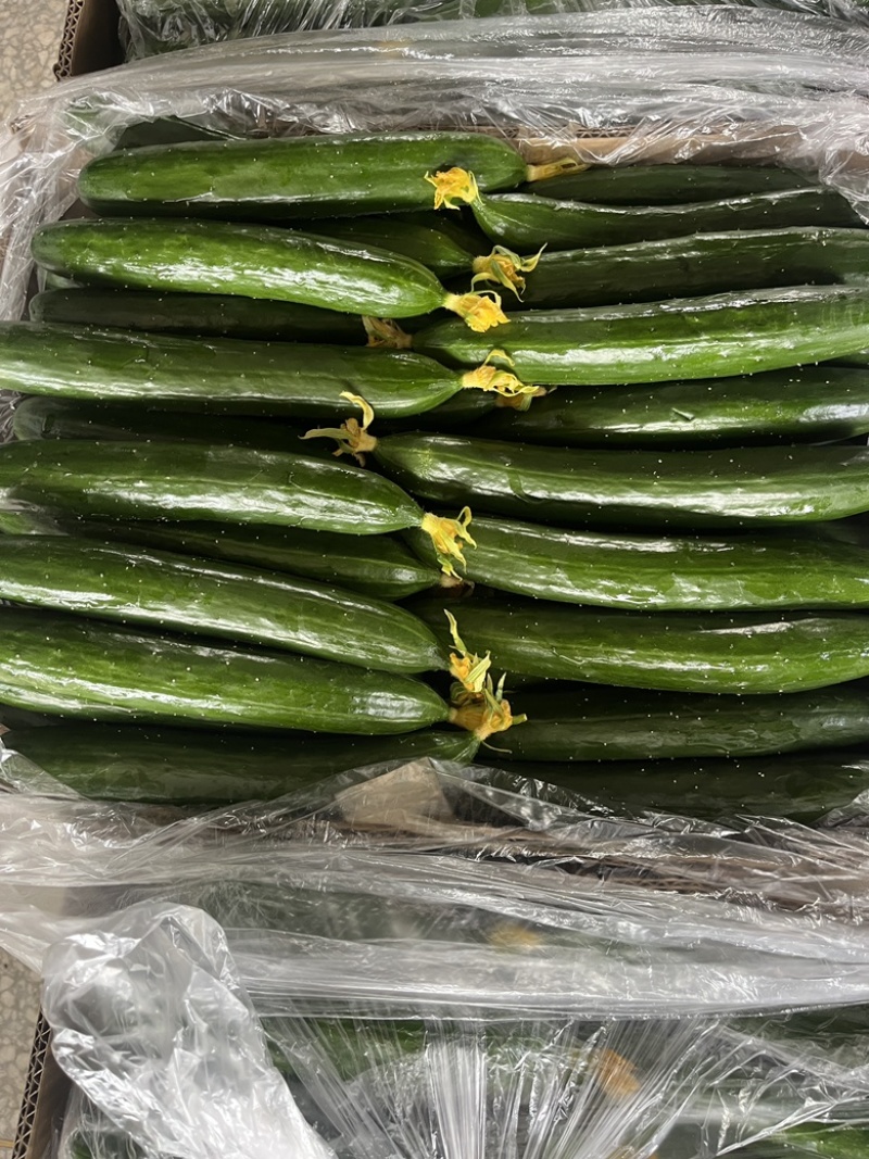 油皮黄瓜大量上市绿瓤脆口！量大者从优！商超专用