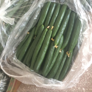 油皮黄瓜大量上市绿瓤脆口！量大者从优！商超专用