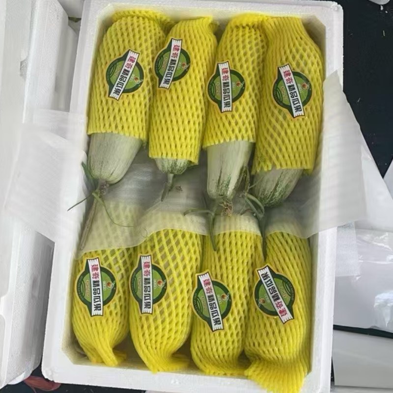 山东正宗头茬博洋61甜瓜/新鲜采摘/脆甜爽口
