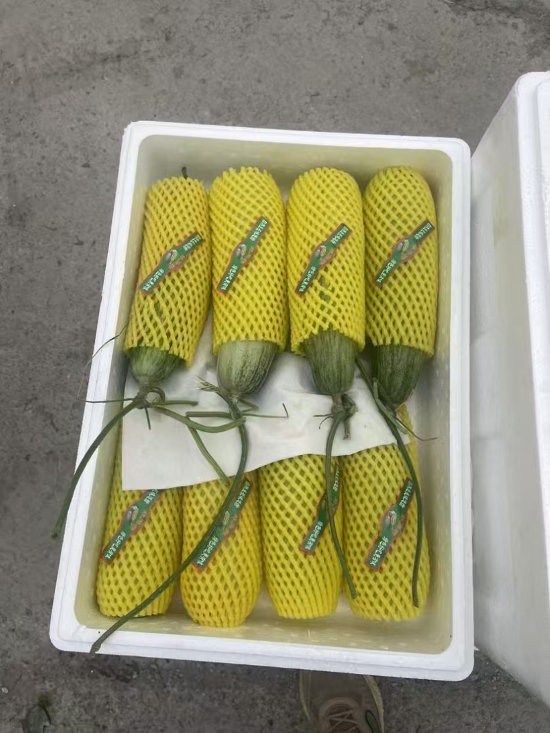 山东正宗头茬博洋61甜瓜/新鲜采摘/脆甜爽口