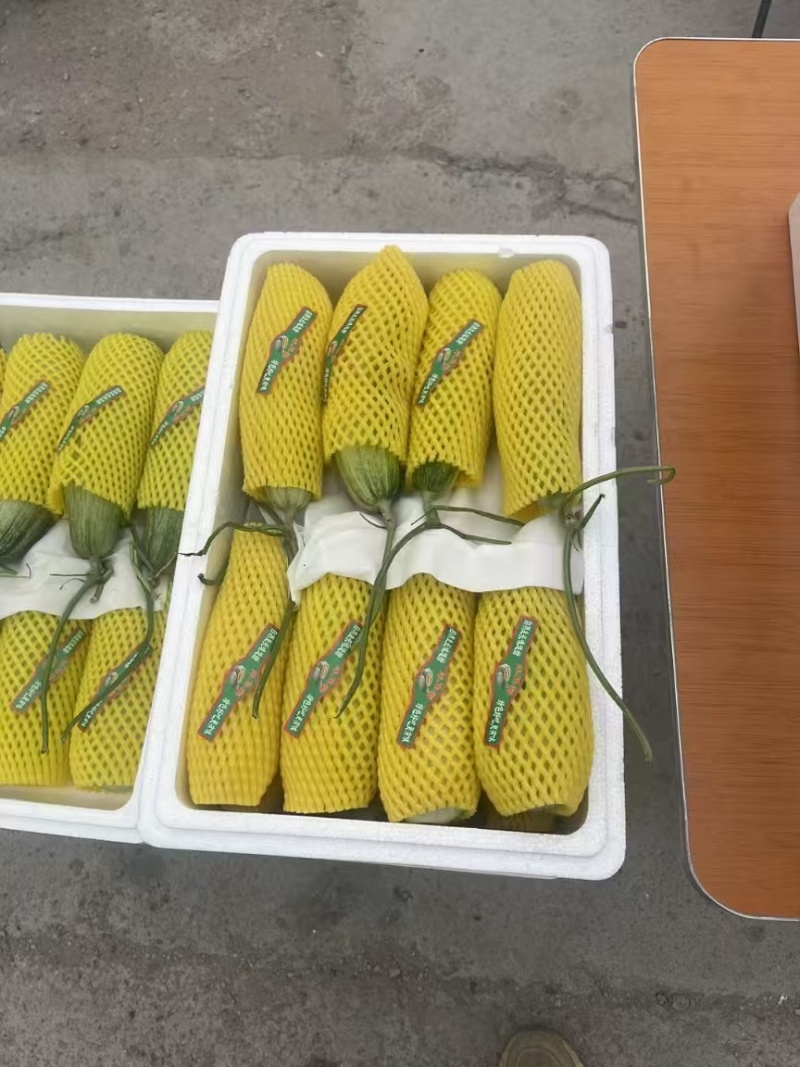 山东正宗头茬博洋61甜瓜/新鲜采摘/脆甜爽口