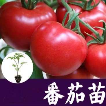 大红番茄苗草莓西红柿大粉西红柿釜山88青甜2号