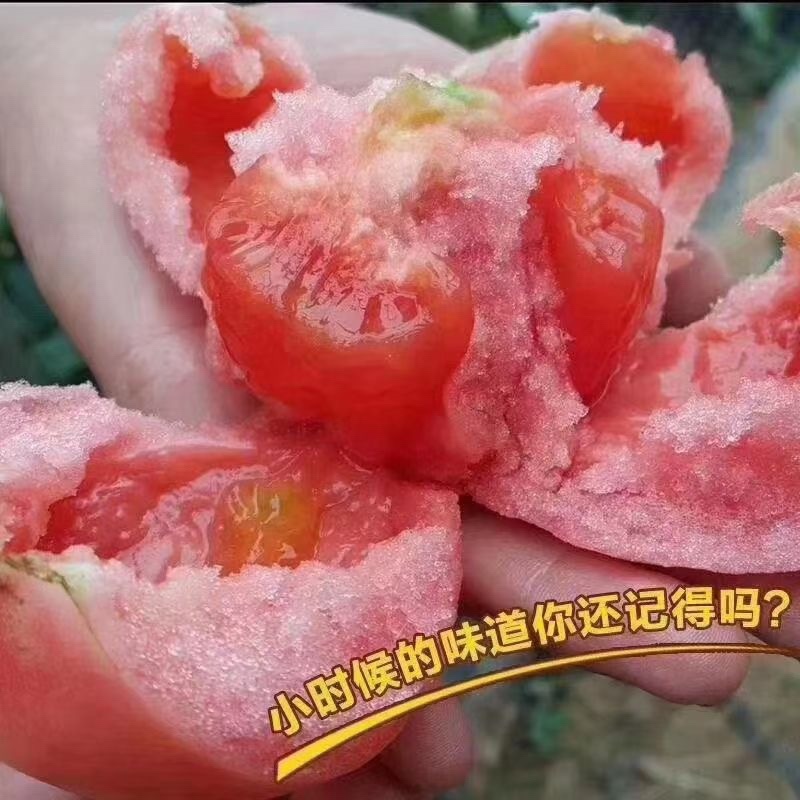 温室大棚普罗旺斯大量上市，这里是种植基地，一手货源。