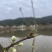 优质裸鲤