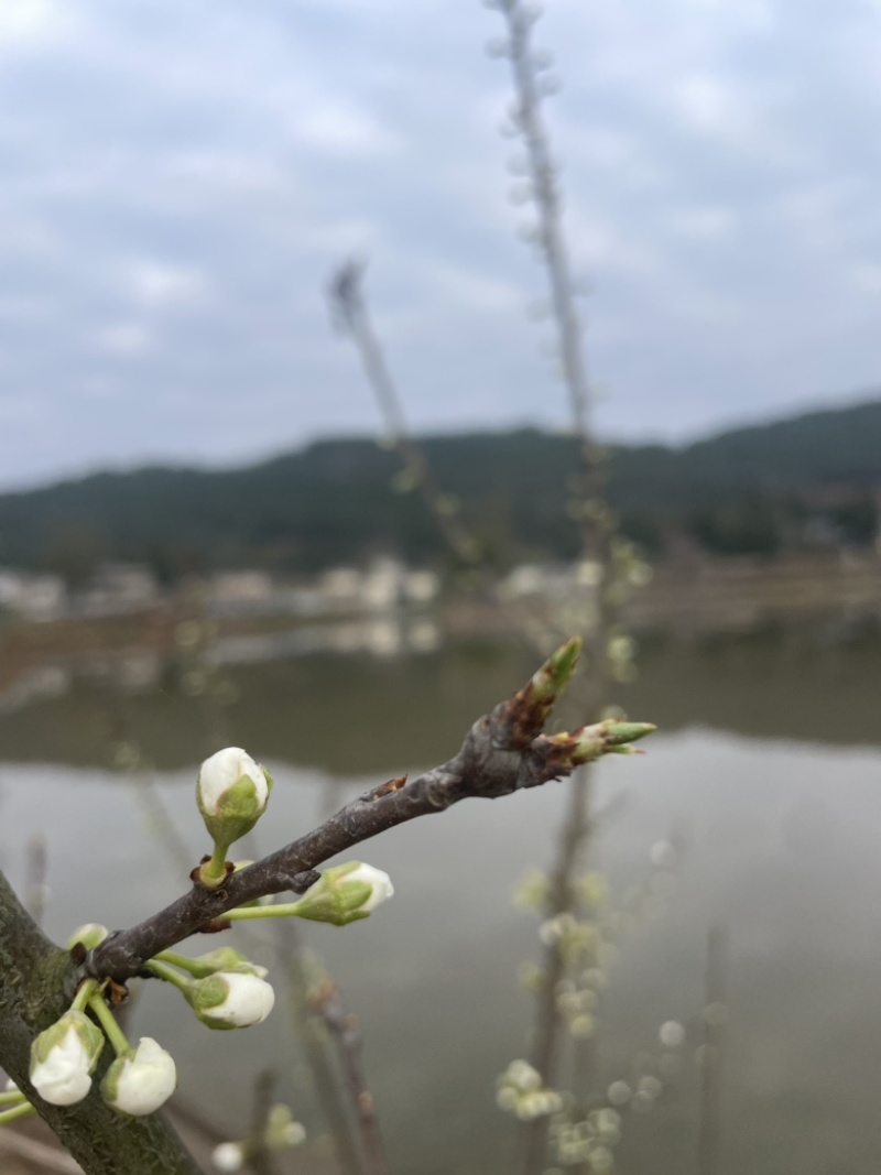 优质裸鲤