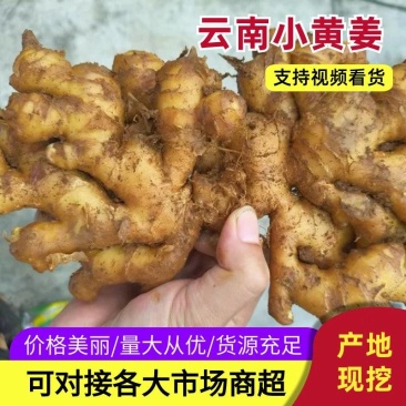 【优质推荐】云南小黄姜市场货电商货大量都有货，一手货源