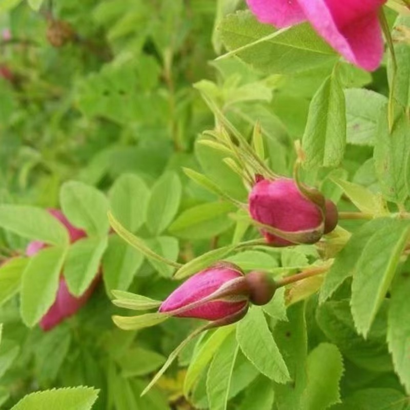 东北大兴安岭野生玫瑰花干花泡茶刺玫刺梅果花茶产地直发