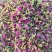 东北大兴安岭野生玫瑰花干花泡茶刺玫刺梅果花茶产地直发