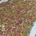 东北大兴安岭野生玫瑰花干花泡茶刺玫刺梅果花茶产地直发
