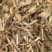白花败酱草【包邮】三斤起发货可批量可零售量大从优