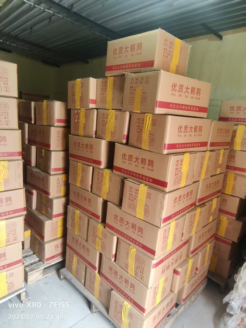 放血白条大鹌鹑量大从优质量保证诚信经营欢迎咨询