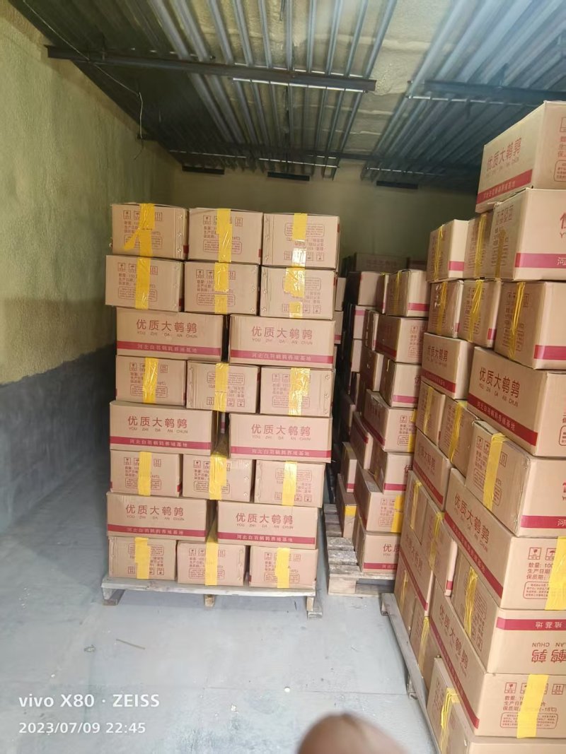 放血白条大鹌鹑大量批货源充足量大从优质量保证欢迎咨询