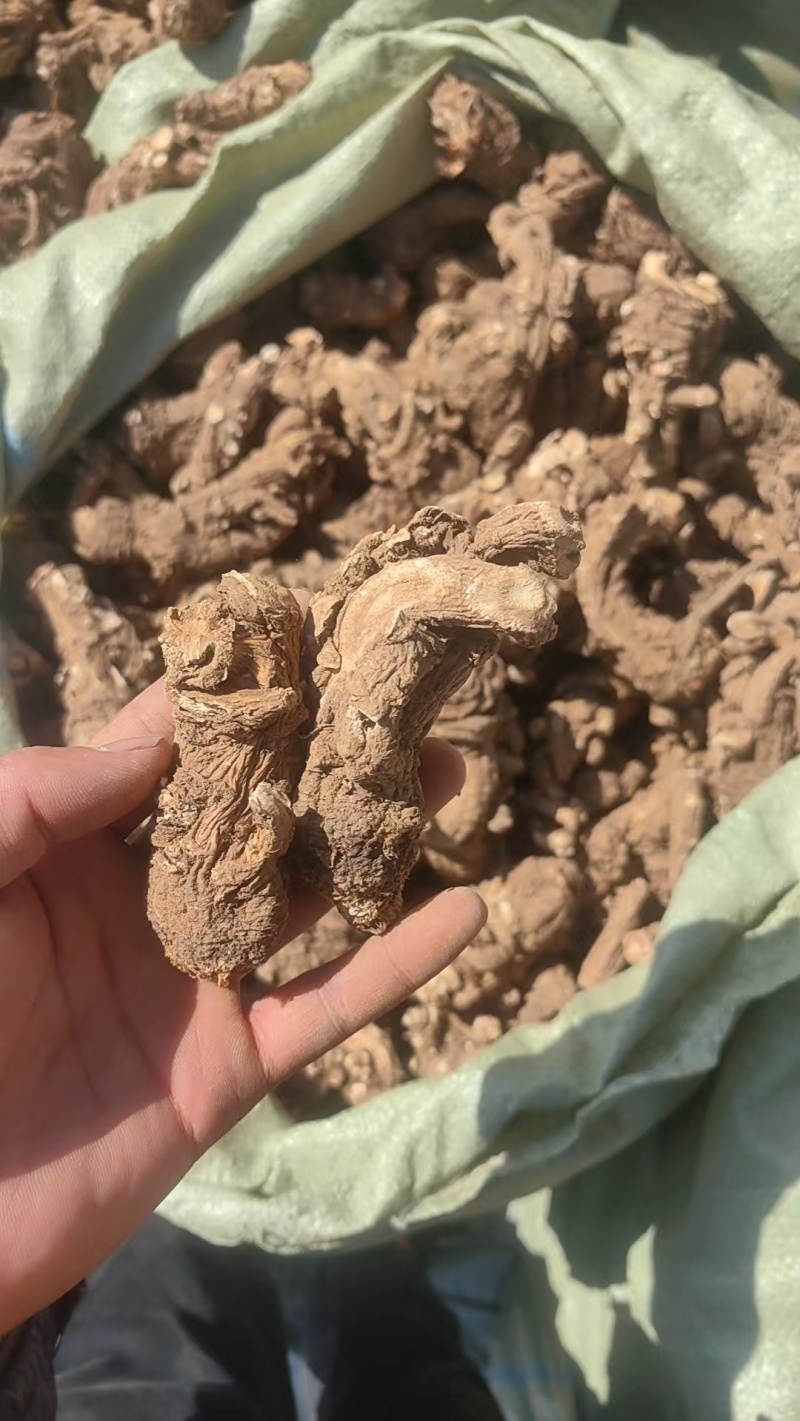 【热卖中】当归头子干货当归产地一手货源稳定供应市场批发