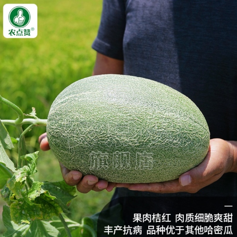 哈密瓜种子-脆甜爽口抗性强优质品种丰产抗病
