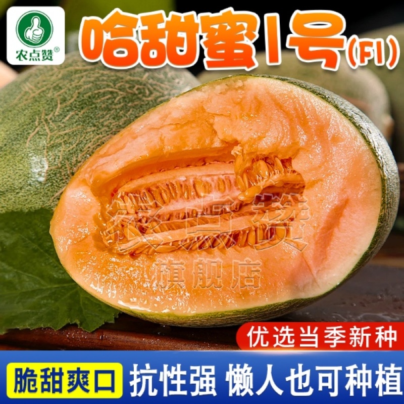 哈密瓜种子-脆甜爽口抗性强优质品种丰产抗病