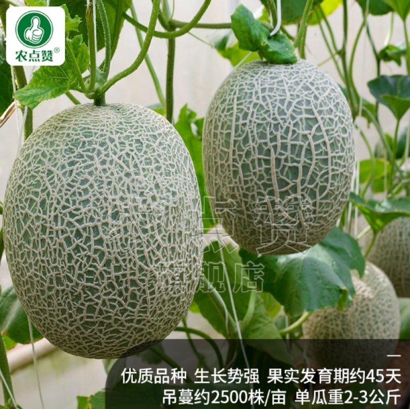 哈密瓜种子-脆甜爽口抗性强优质品种丰产抗病