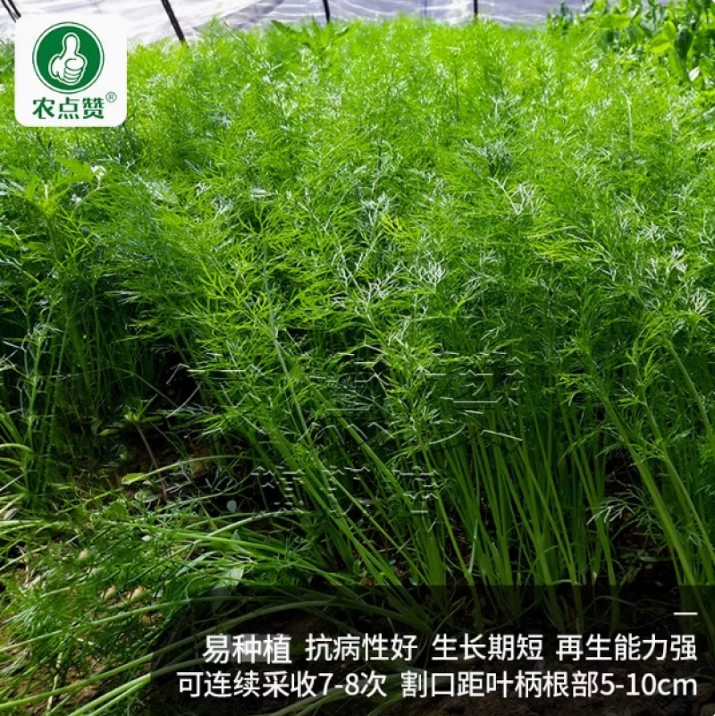 小茴香籽-可多次采收抗病性好生长期短再生能力强