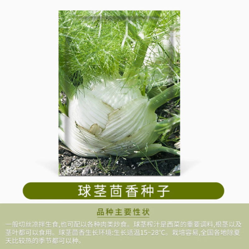 小茴香籽-可多次采收抗病性好生长期短再生能力强