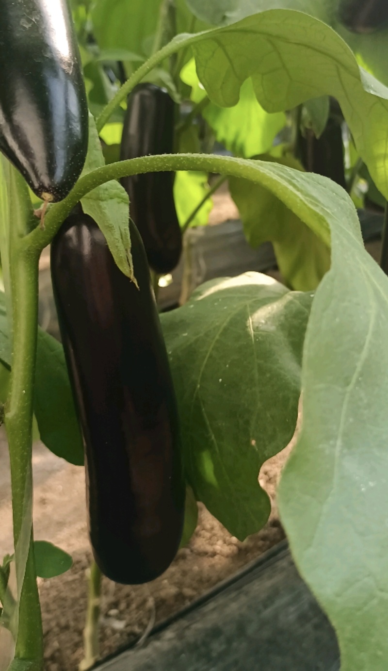 山东产区烧烤茄大量上市中，货源充足，价格便宜，有需要老板