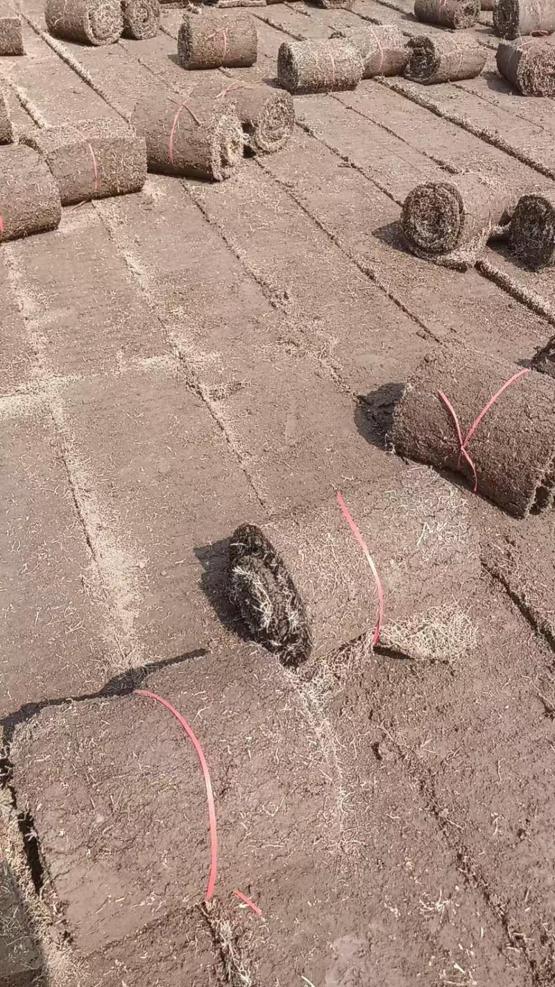 百幕大草坪