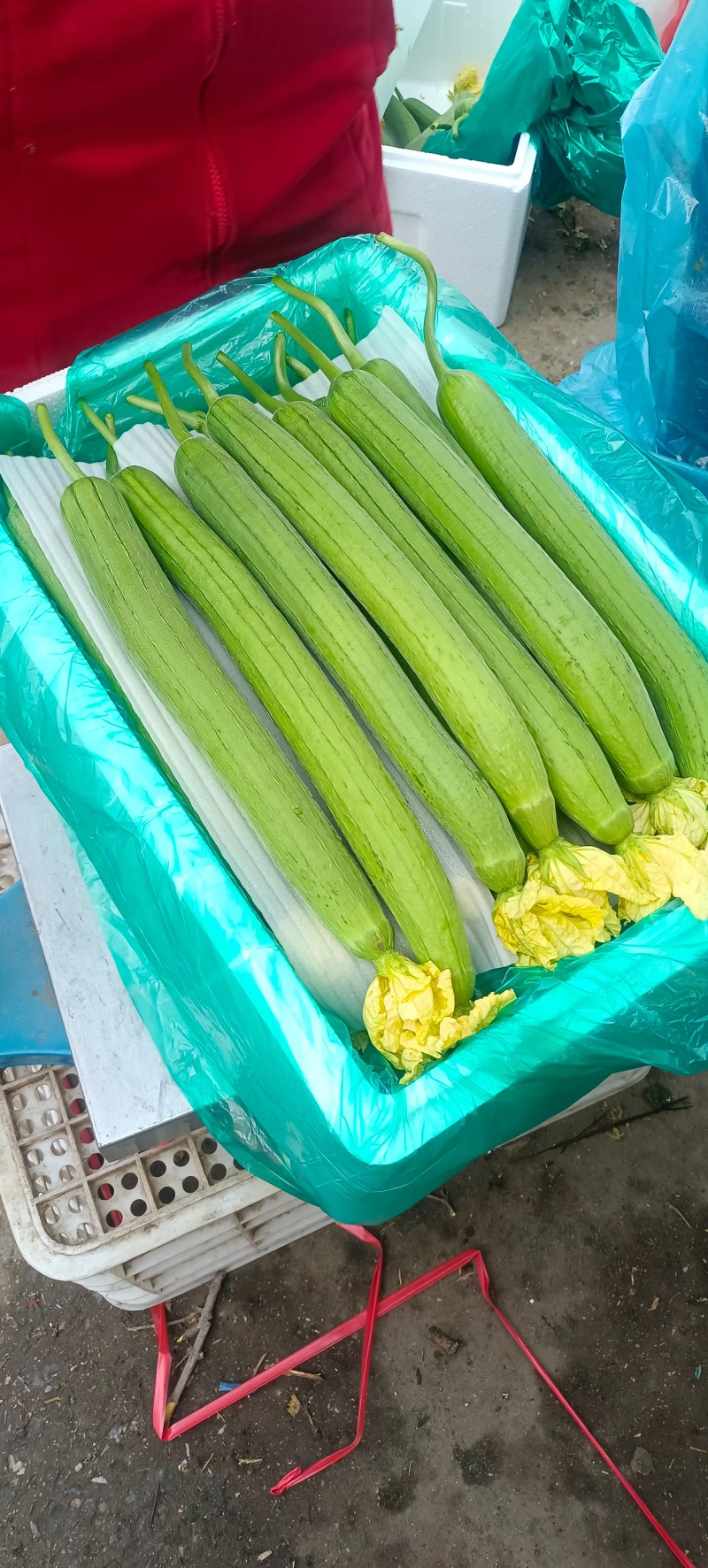 山东兰陵鲜花丝瓜大量供应产地直发量大从优欢迎来电
