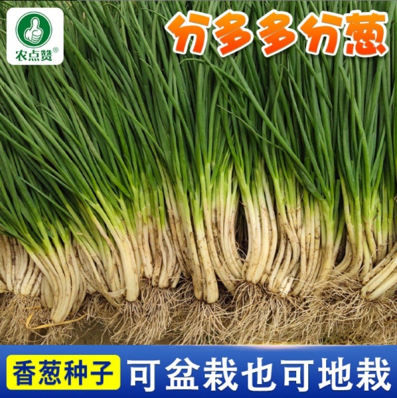 分多多（分葱种子）易栽培根系发达耐热耐寒性强产量高