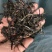 普洱老乌山茶叶