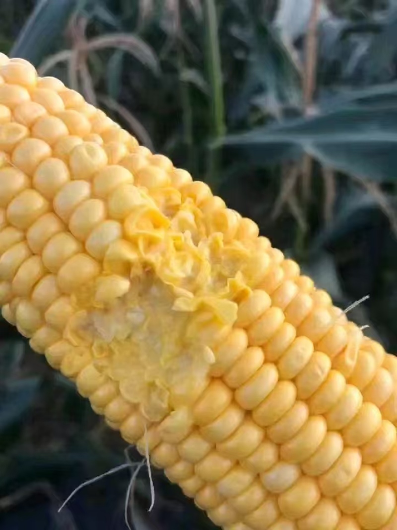 云南万亩太阳花！双色水果玉米大量供应一手货源