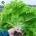 玻璃生菜种子-颜色嫩绿耐热性好株型大喜潮湿