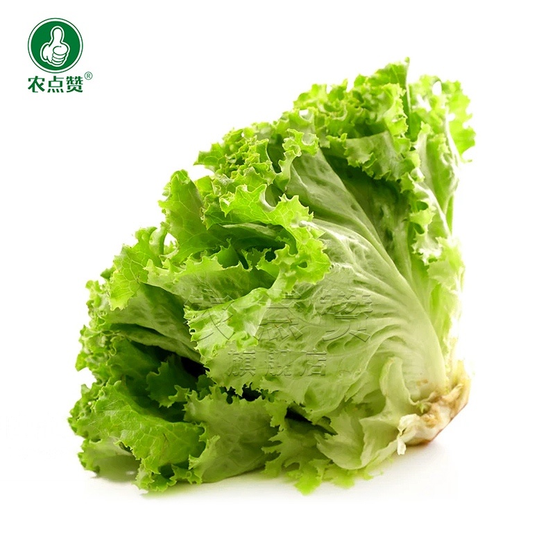 玻璃生菜种子-颜色嫩绿耐热性好株型大喜潮湿