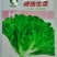 玻璃生菜种子-颜色嫩绿耐热性好株型大喜潮湿